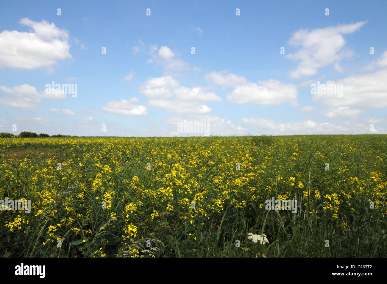 I campi di colza, cieli blu Foto Stock