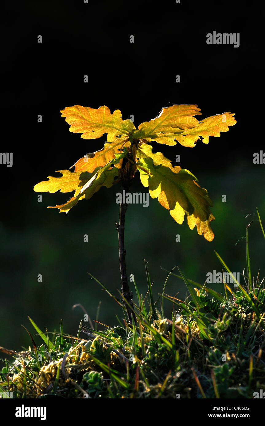 Un formato ritratto di una giovane quercia (Quercus robur ) nella primavera del Regno Unito Foto Stock