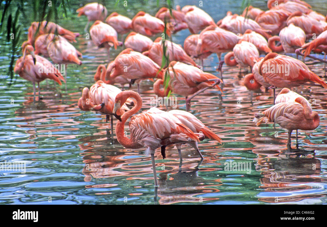 Il fenicottero rosa sono facilmente identificabili e colorati di trampolieri e spesso forma grandi branchi di fino a un milione di uccelli. Foto Stock