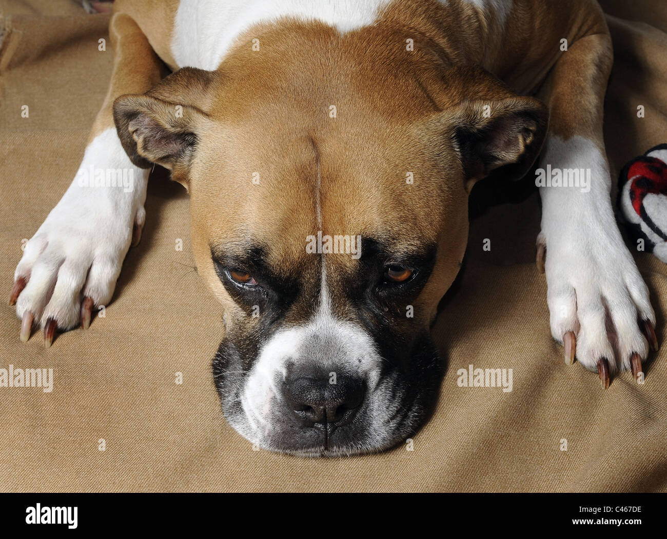 Un misto di razza Boxer femmina bulldog americano Foto stock - Alamy