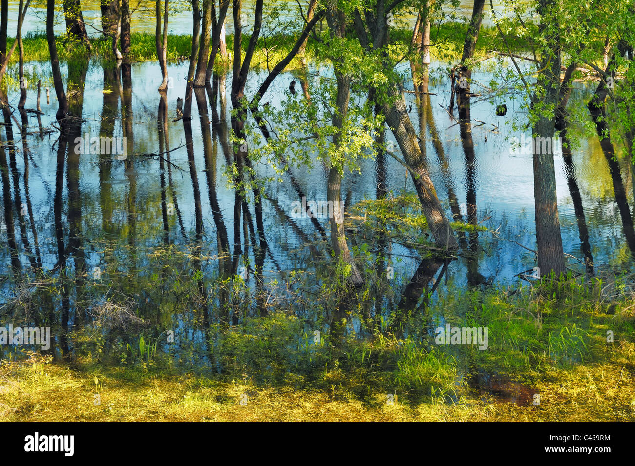 Alberi nella palude Foto Stock