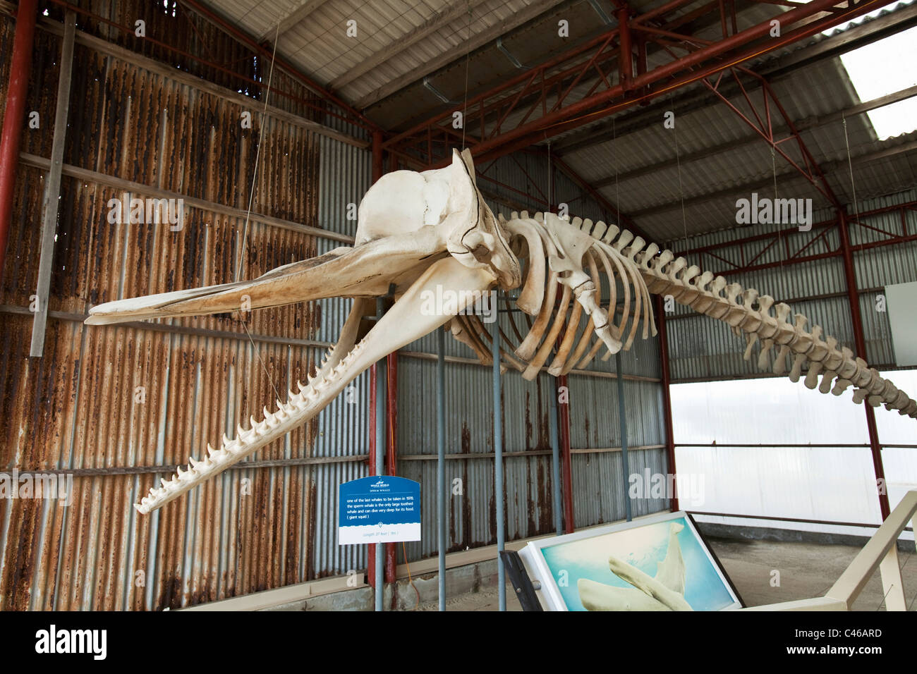 Sperma balena scheletro di balena al museo del mondo. Il francese Bay, Albany, Australia occidentale, Australia Foto Stock