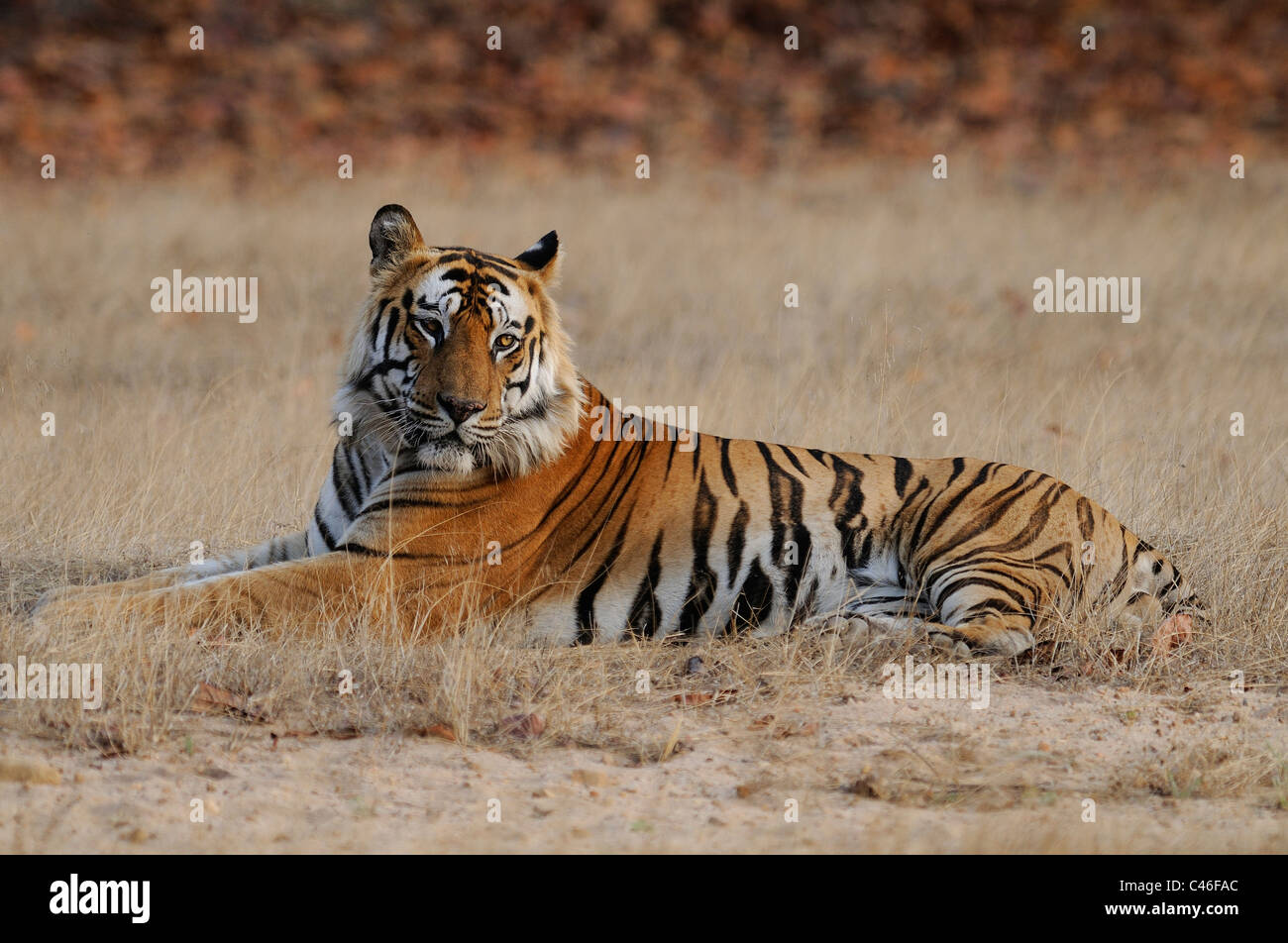 Residenziale dominante maschio adulto tigre del Bengala in seduta una prateria aperta in mattina presto luce in Bandhavgarh, India. Foto Stock