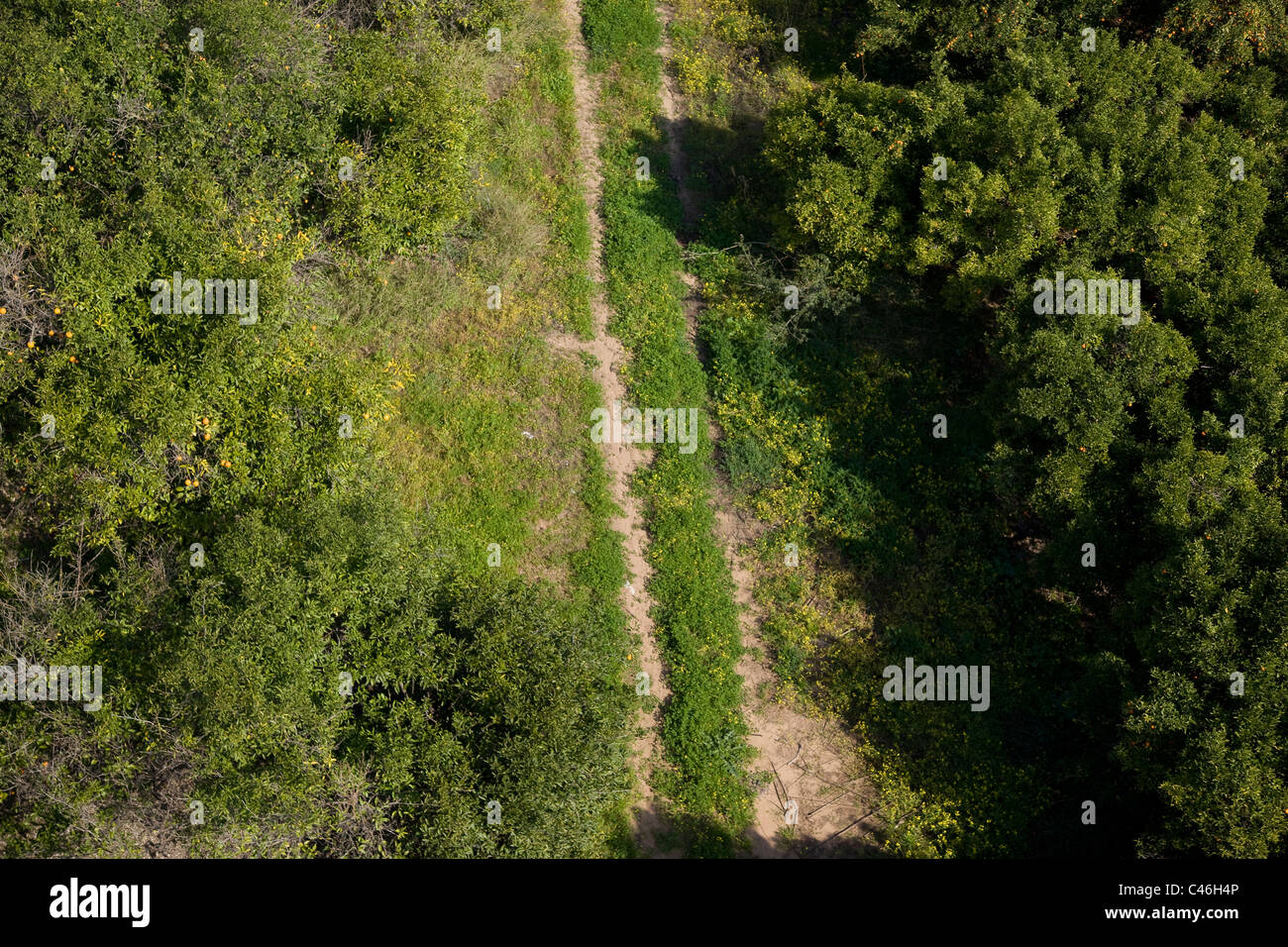 Fotografia aerea di un boschetto in Israele Foto Stock