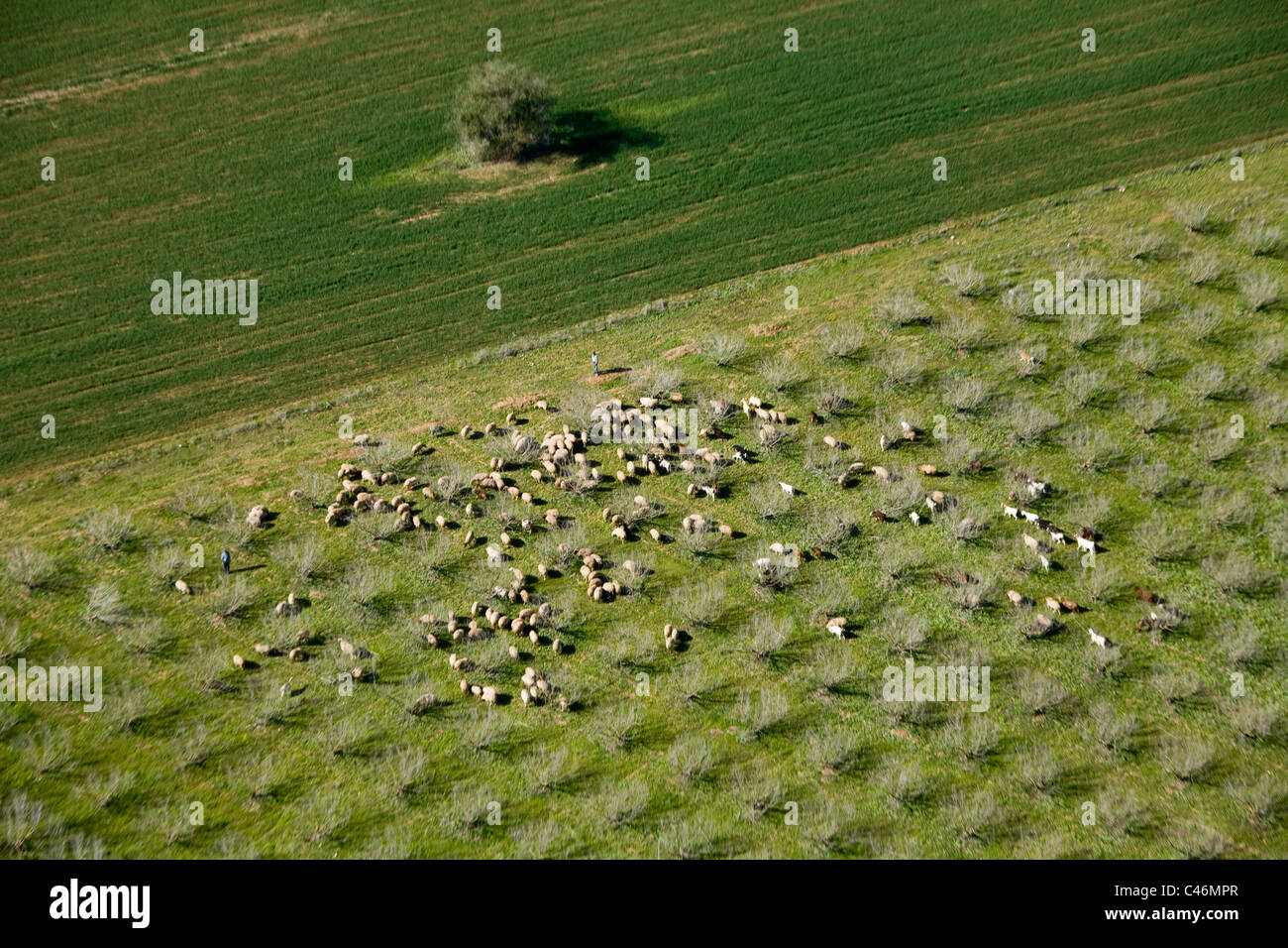 Fotografia aerea dell'agricoltura i campi della pianura Foto Stock