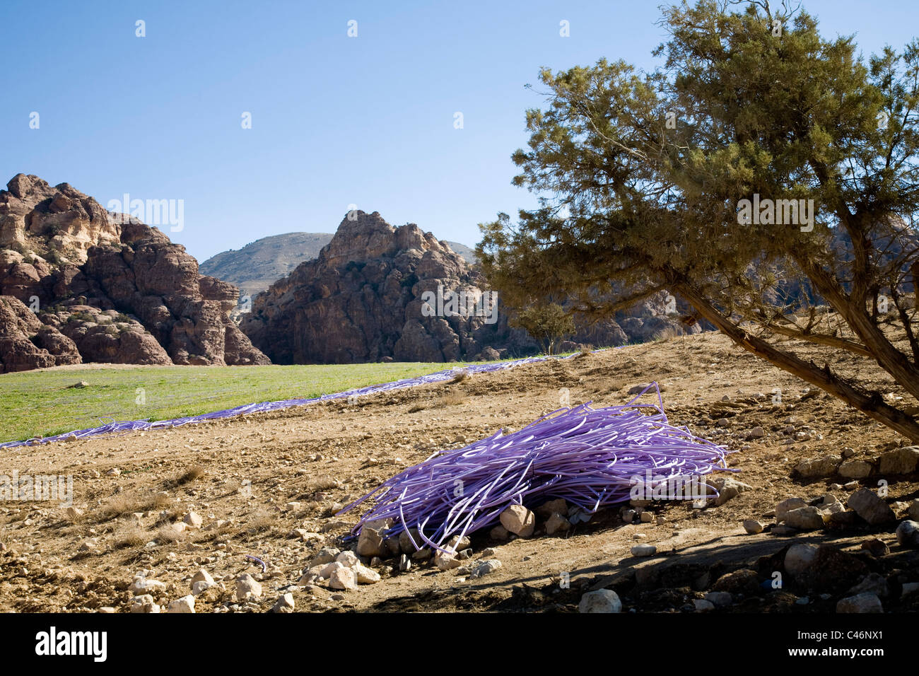 Fotografia di erba verde in mezzo al deserto giordano Foto Stock
