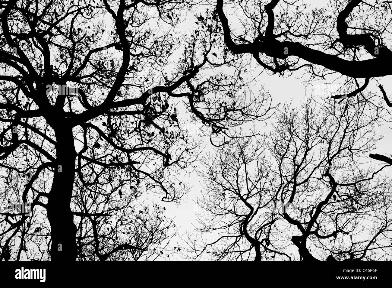 Alberi e filiali nella foresta nazionale, profilarsi. Foto Stock