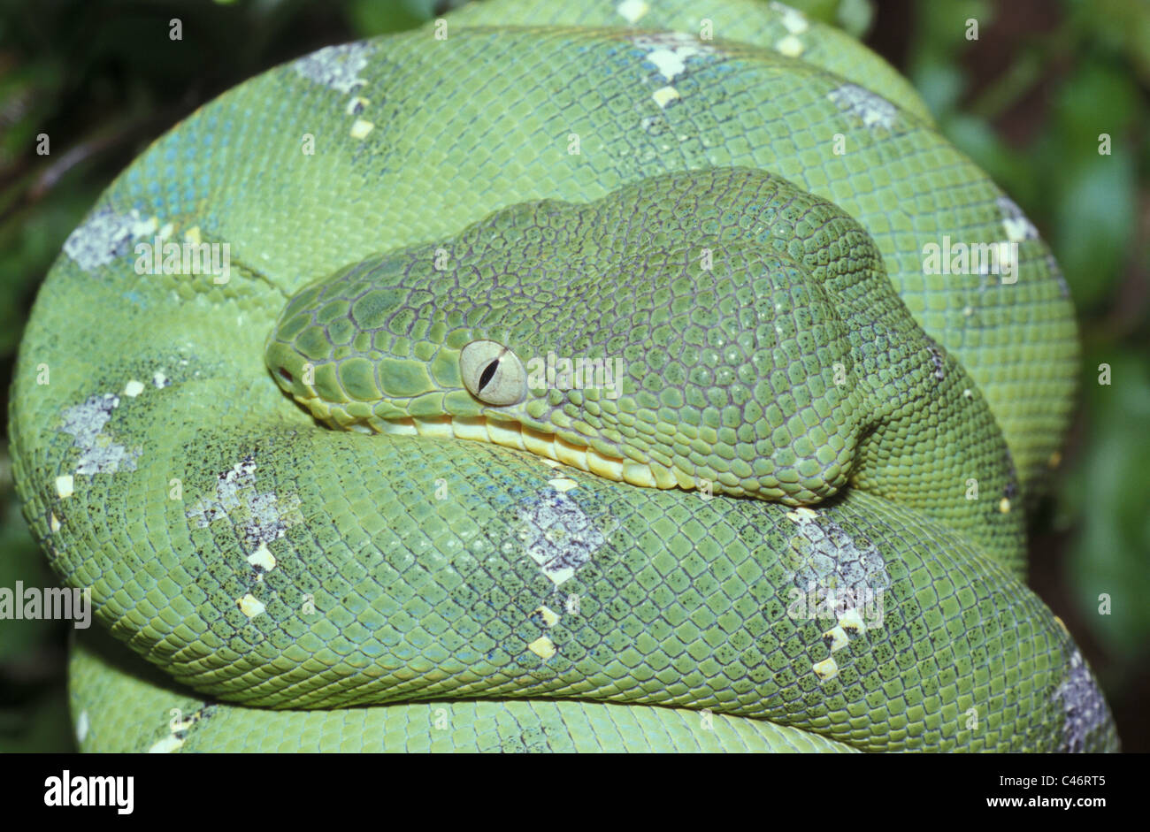 Emerald Tree Boa, Corallus caninus, Venezuela Foto Stock
