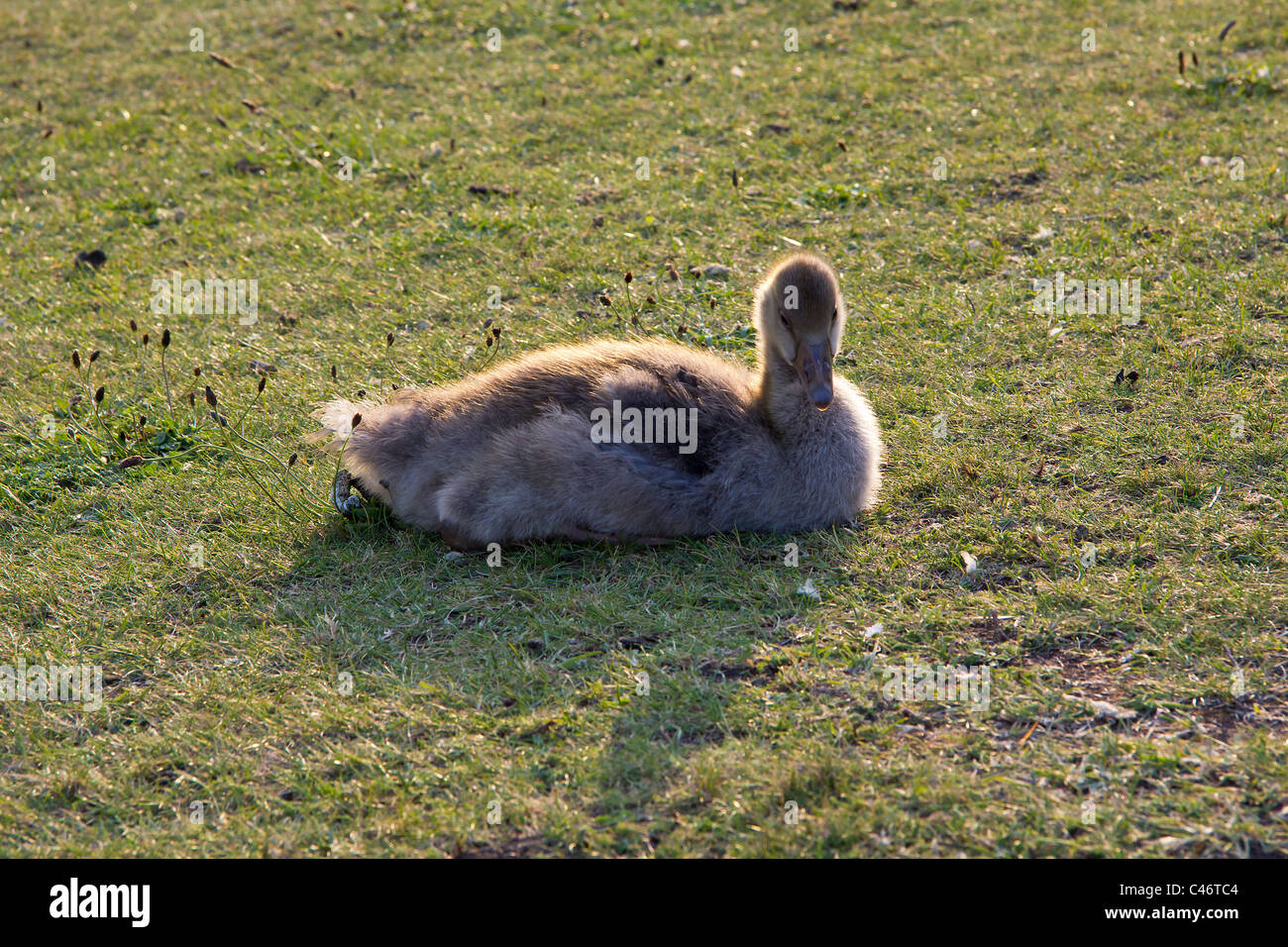 Un bel sole gosling appoggiata Foto Stock Un bel sole gosling appoggiata Foto Stock