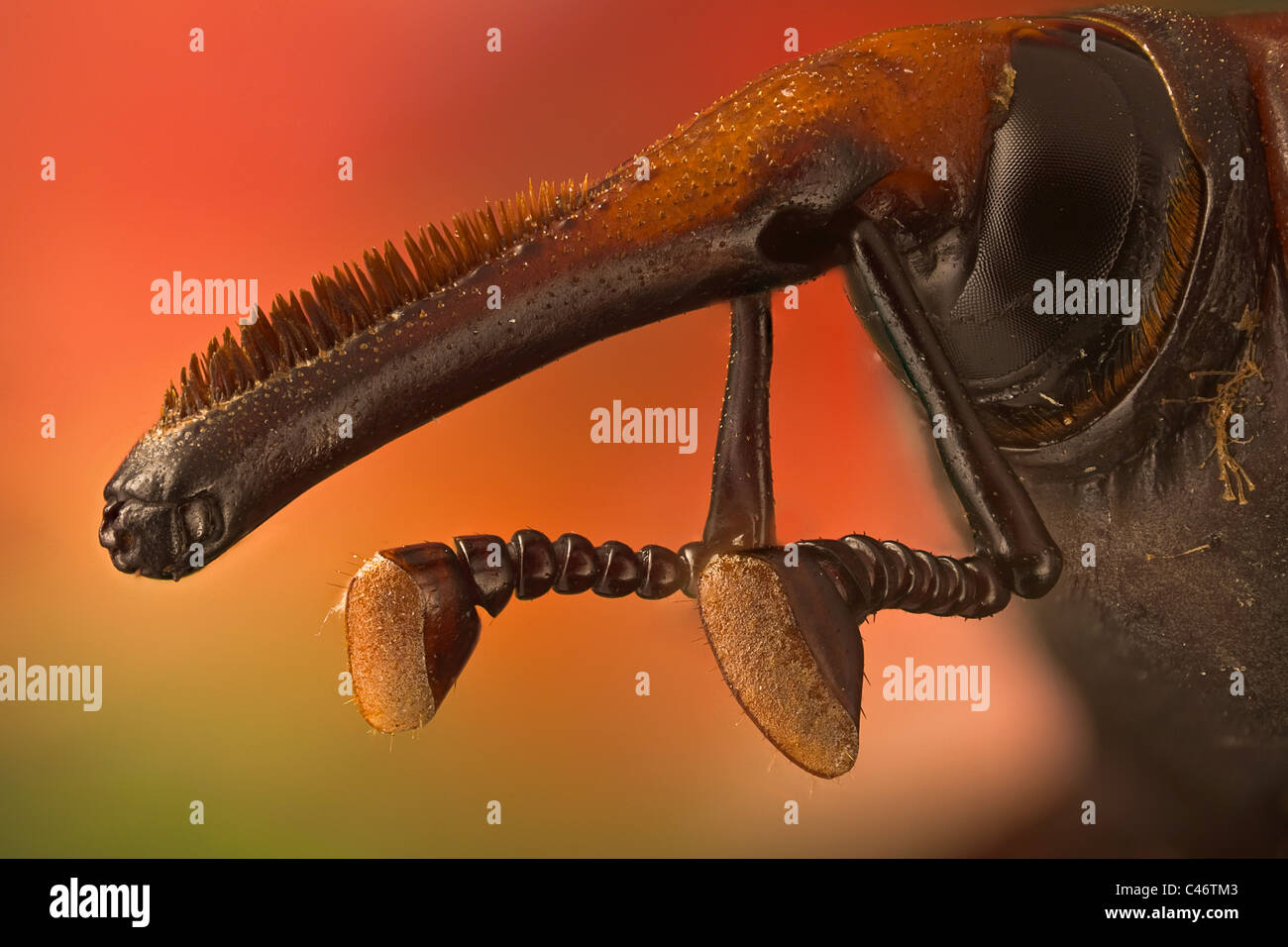 Rhynchophorus ferrugineus o red palm curculione; è uccidere tutti gli alberi di palma in Spagna, originariamente dal Sud est asiatico Foto Stock