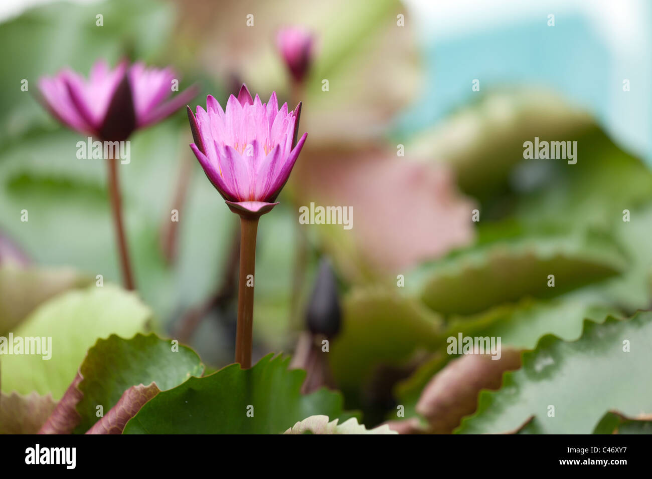 Acqua di rosa Giglio Fiore e foglie, profondità di campo Foto Stock