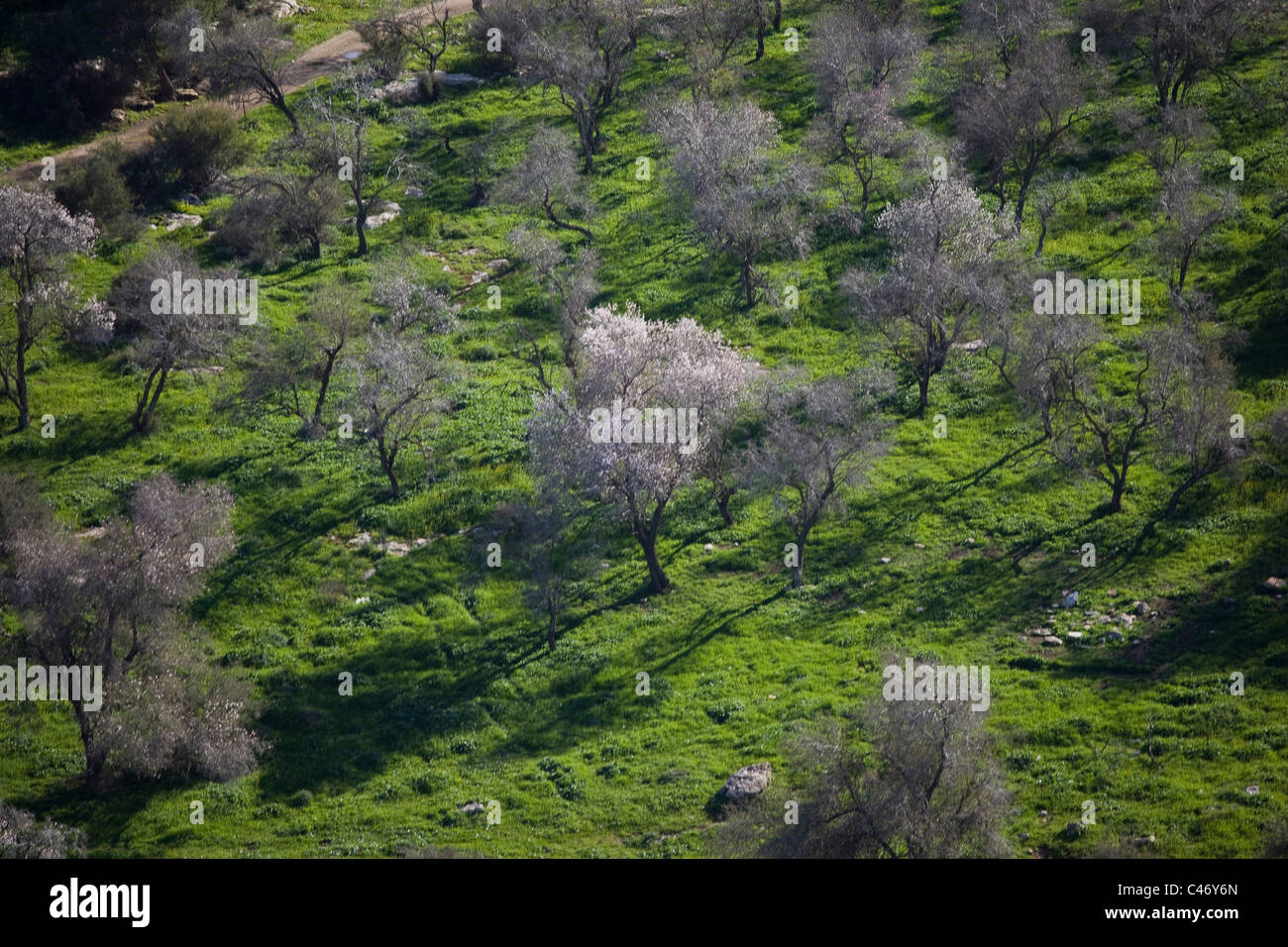 Fotografia aerea di un boschetto in Galilea Foto Stock