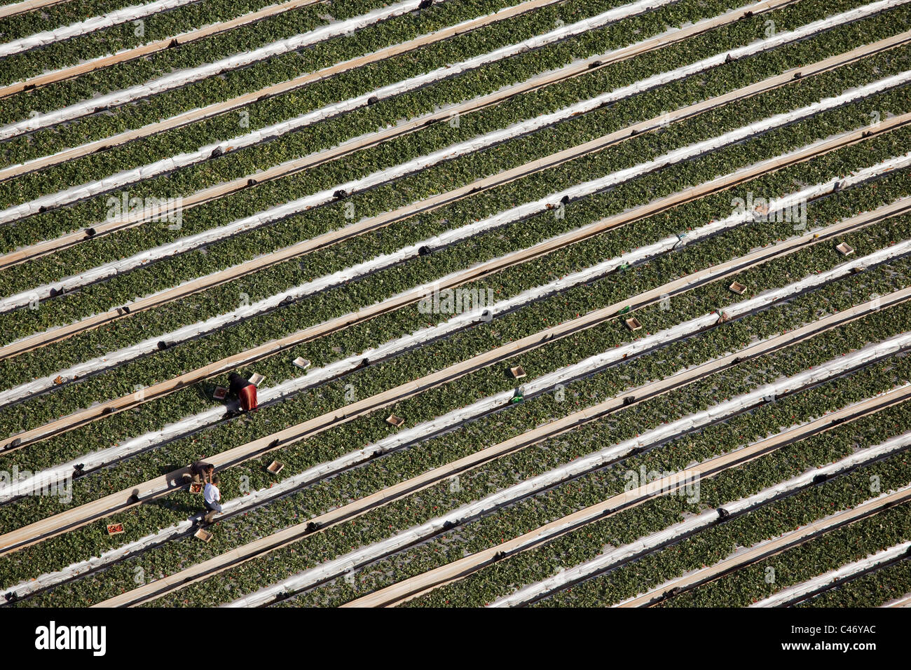 Vista aerea dell'agricoltura campi della Galilea Foto Stock