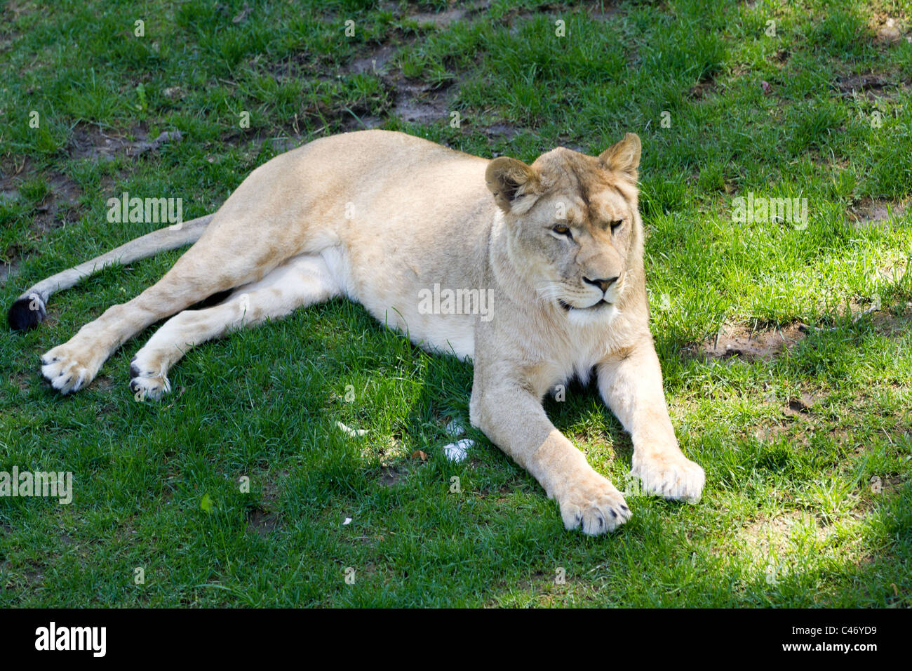 Leonessa in appoggio sull'erba in ombra Foto Stock
