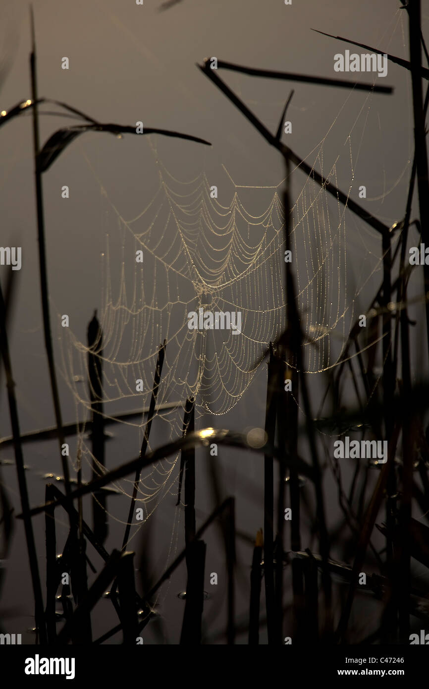 Primo piano su una tela di ragno Foto Stock