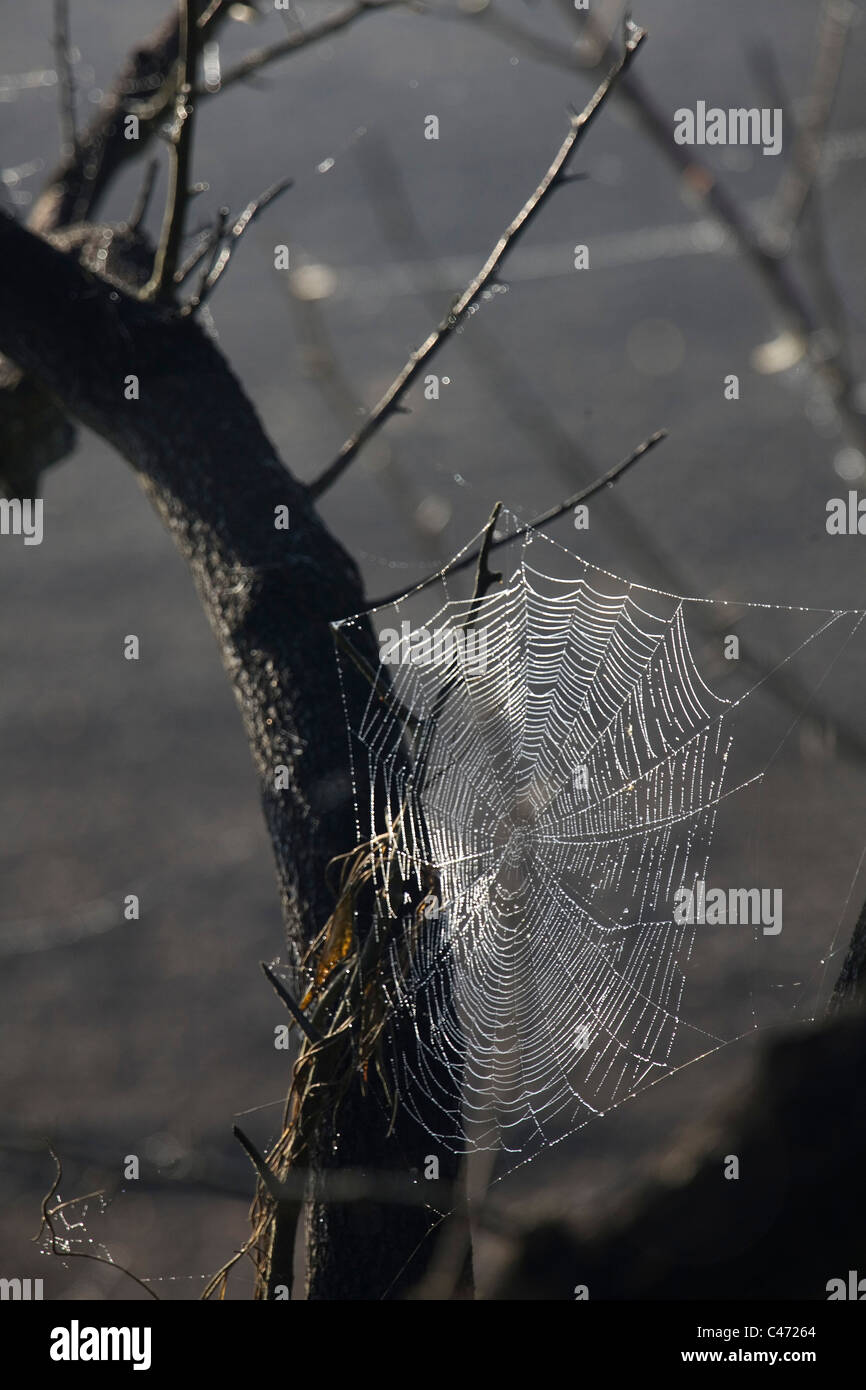 Primo piano sul bagnato la ragnatela Foto Stock