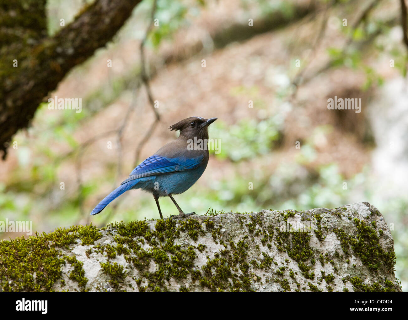 Un appoggio di Nord America maschio Steller Jay (Cyanocitta stelleri) Foto Stock