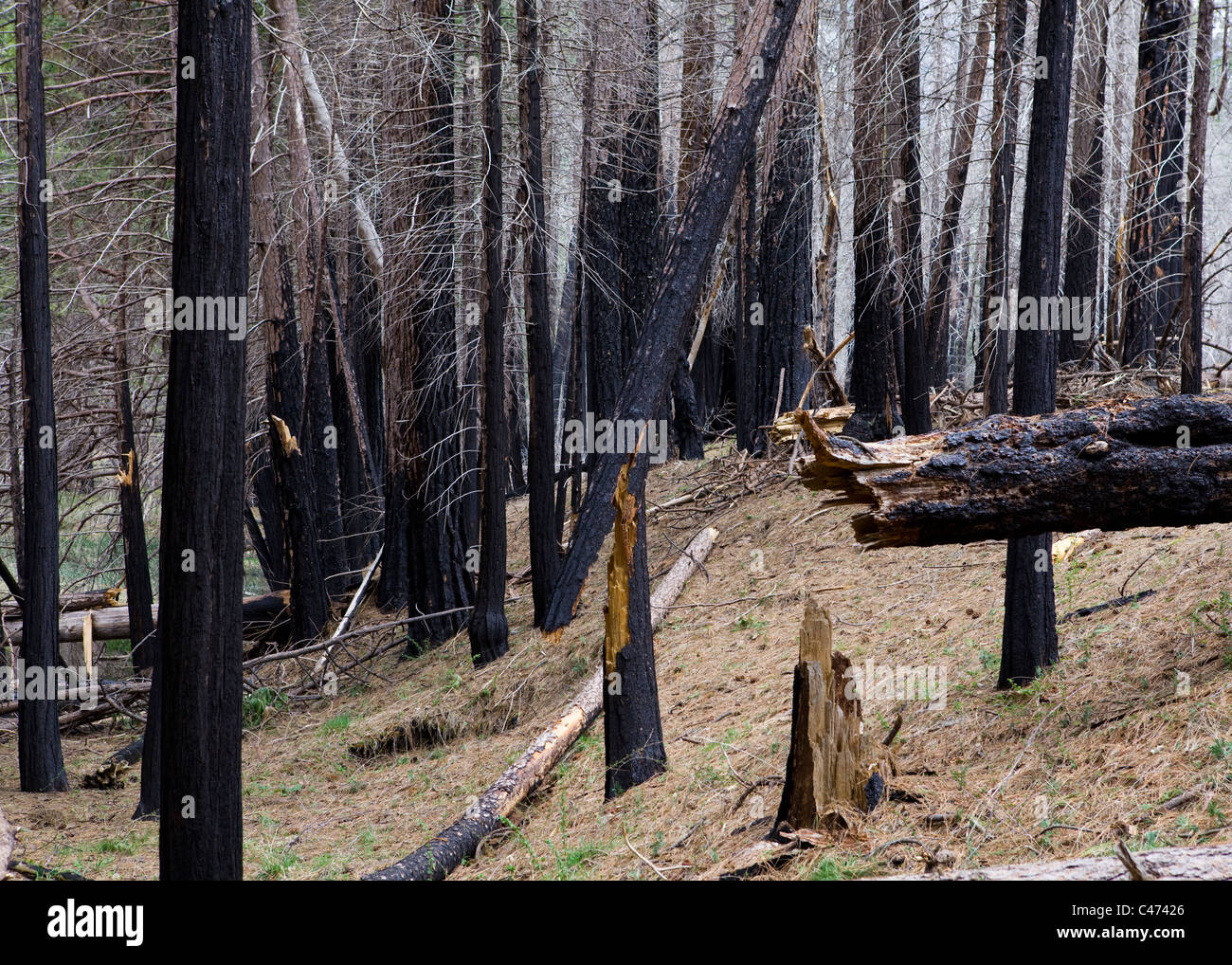 Foresta bruciato di North American pini - Sierra Nevada, in California, Stati Uniti d'America Foto Stock