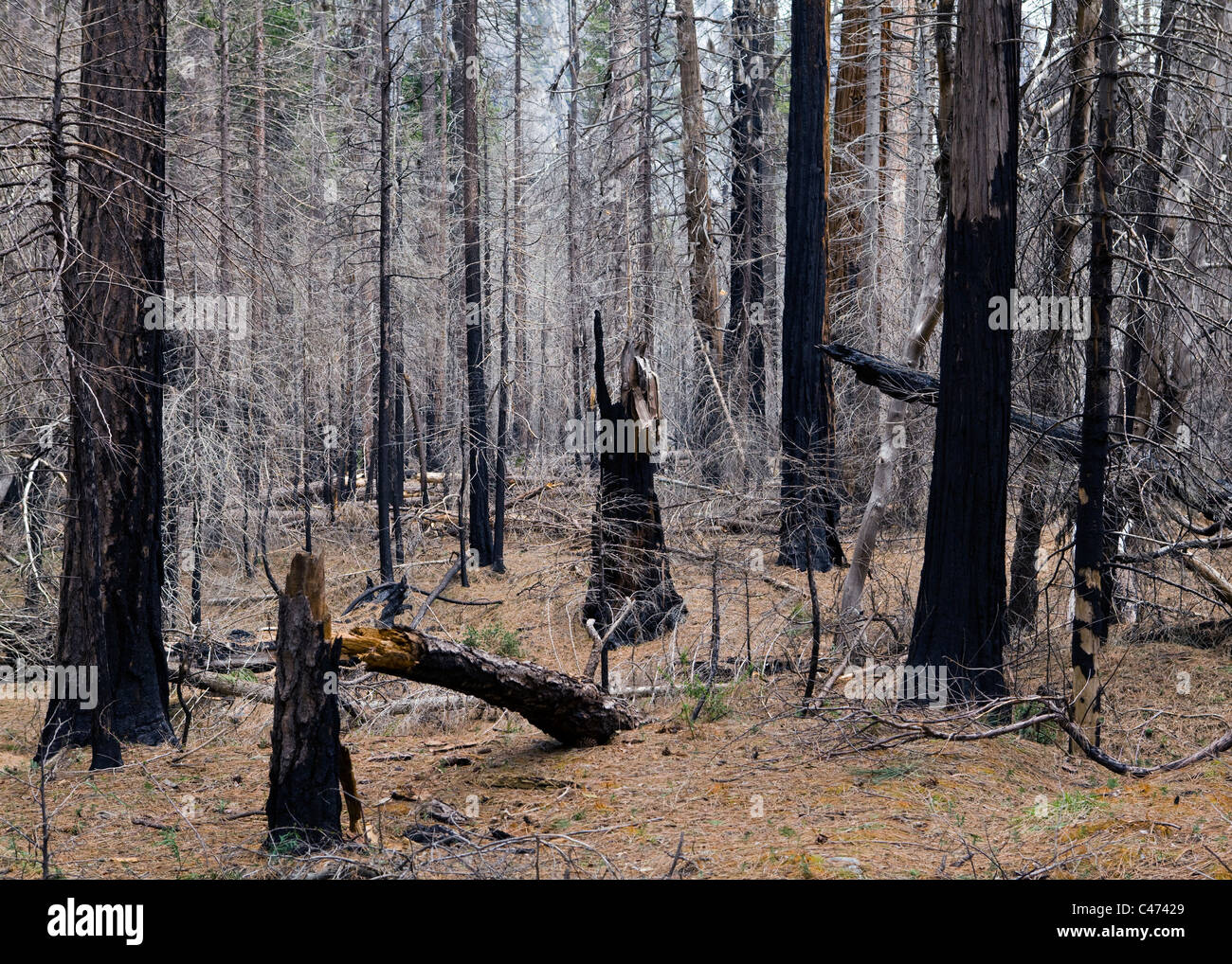 Foresta bruciato di North American pini - Sierra Nevada, in California, Stati Uniti d'America Foto Stock