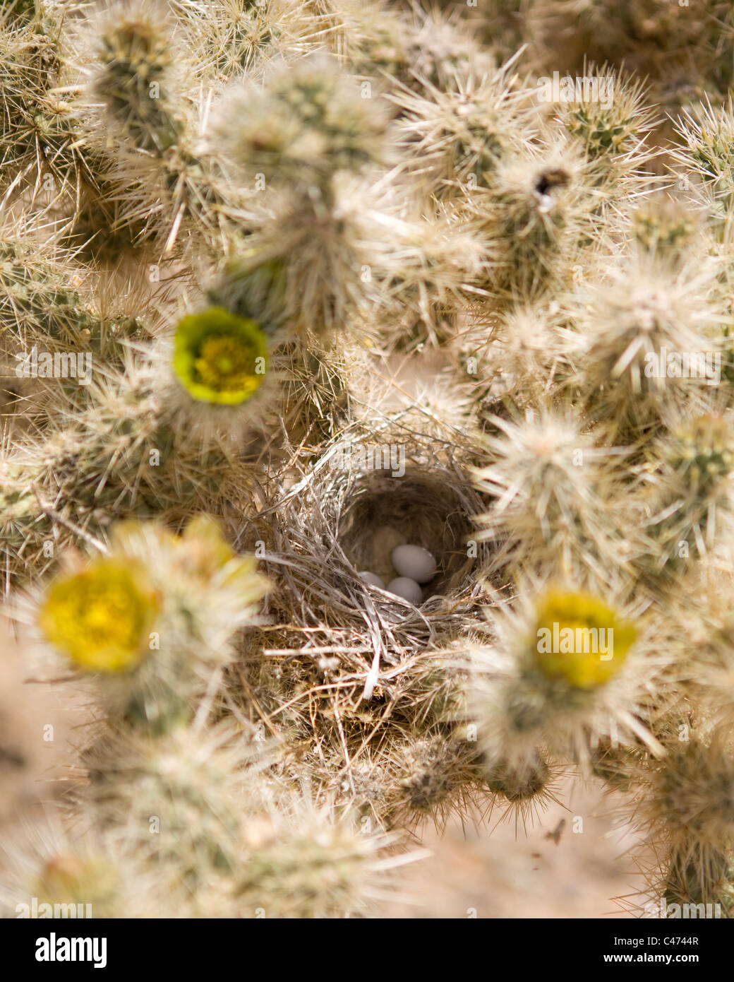 Cactus wren (Campylorhynchus brunneicapillus) uova in Cholla cactus nest - Mojave, California USA Foto Stock
