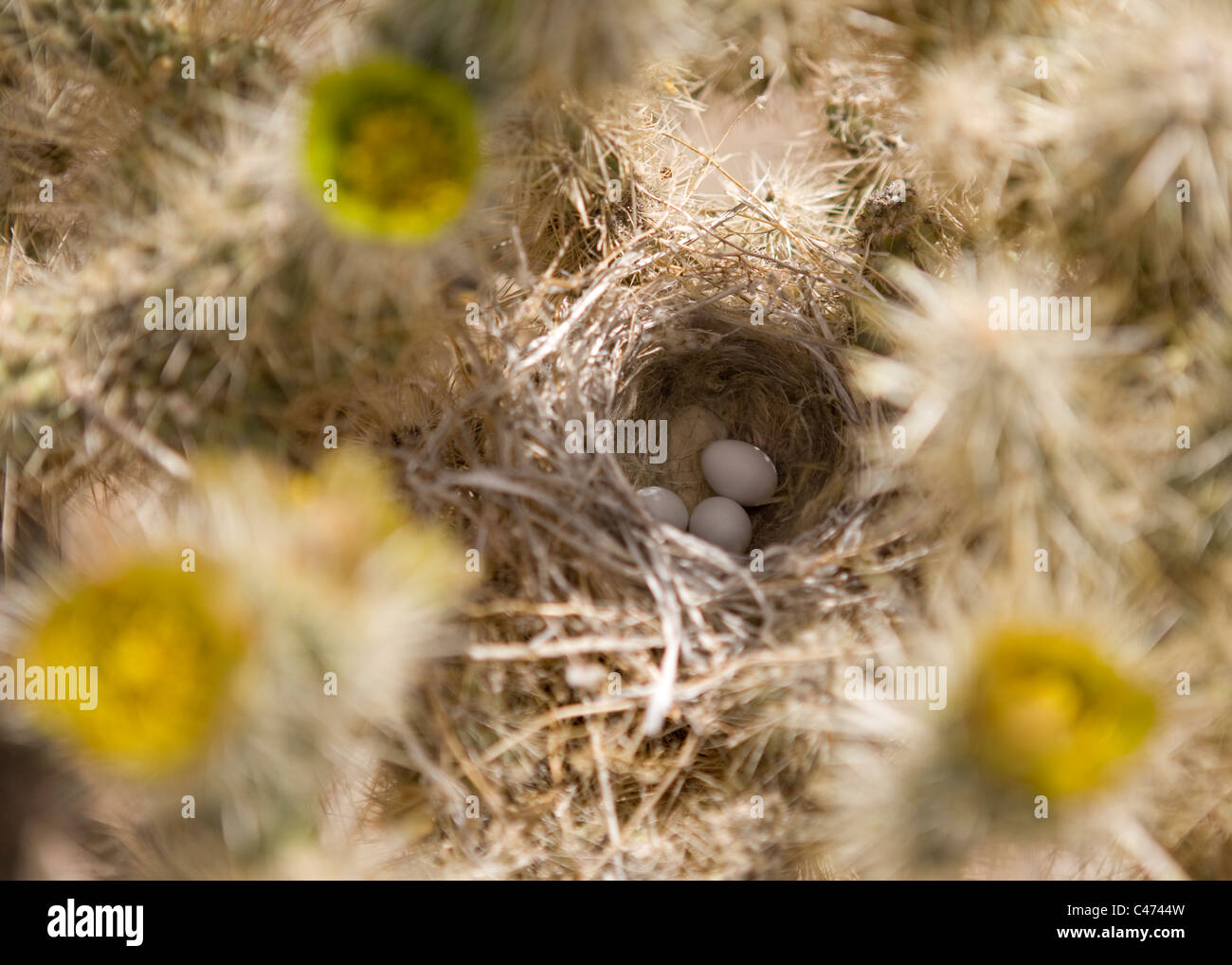 Cactus wren (Campylorhynchus brunneicapillus) uova in Cholla cactus nest - Mojave, California USA Foto Stock
