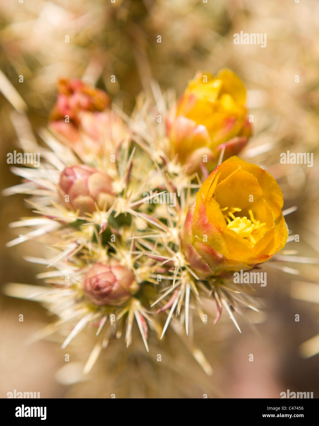 Cholla cactus in Bloom - Mojave, California USA Foto Stock