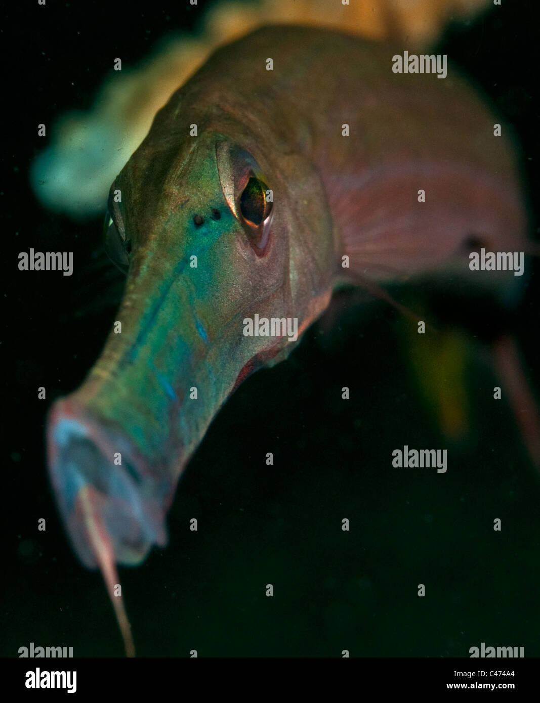 Trumpetfish in stretto di Lembeh, Indonesia Foto Stock