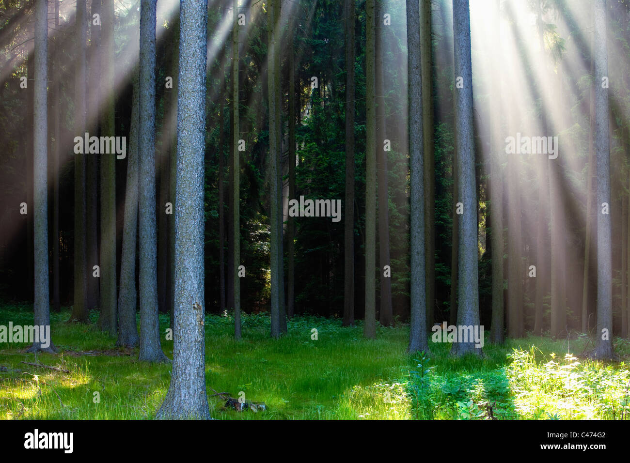 Scena di foresta con raggi di sole che splende attraverso filiali Foto Stock