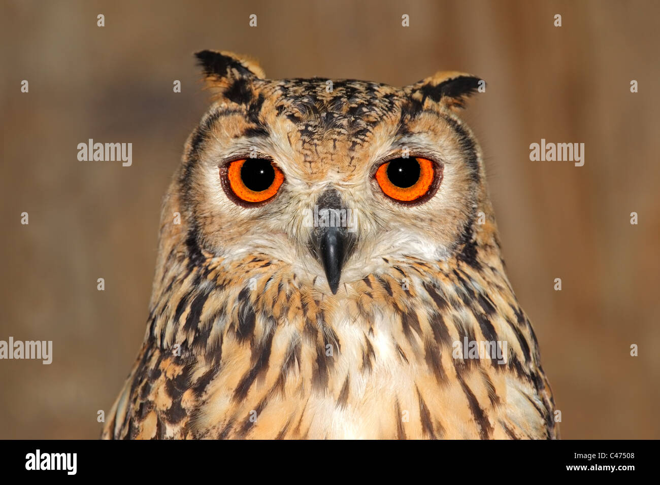 Close-up verticale di un bengal gufo reale (Bubo bubo bengalensis) Foto Stock