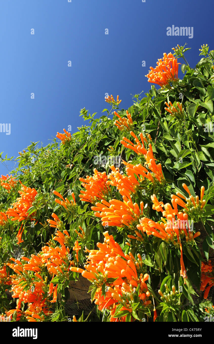 Foto di Pyrostegia Venusta (fiamma fiore, vitigno di fiamma,Golden Shower) contro il cielo blu presi in Brisbane Australia Foto Stock