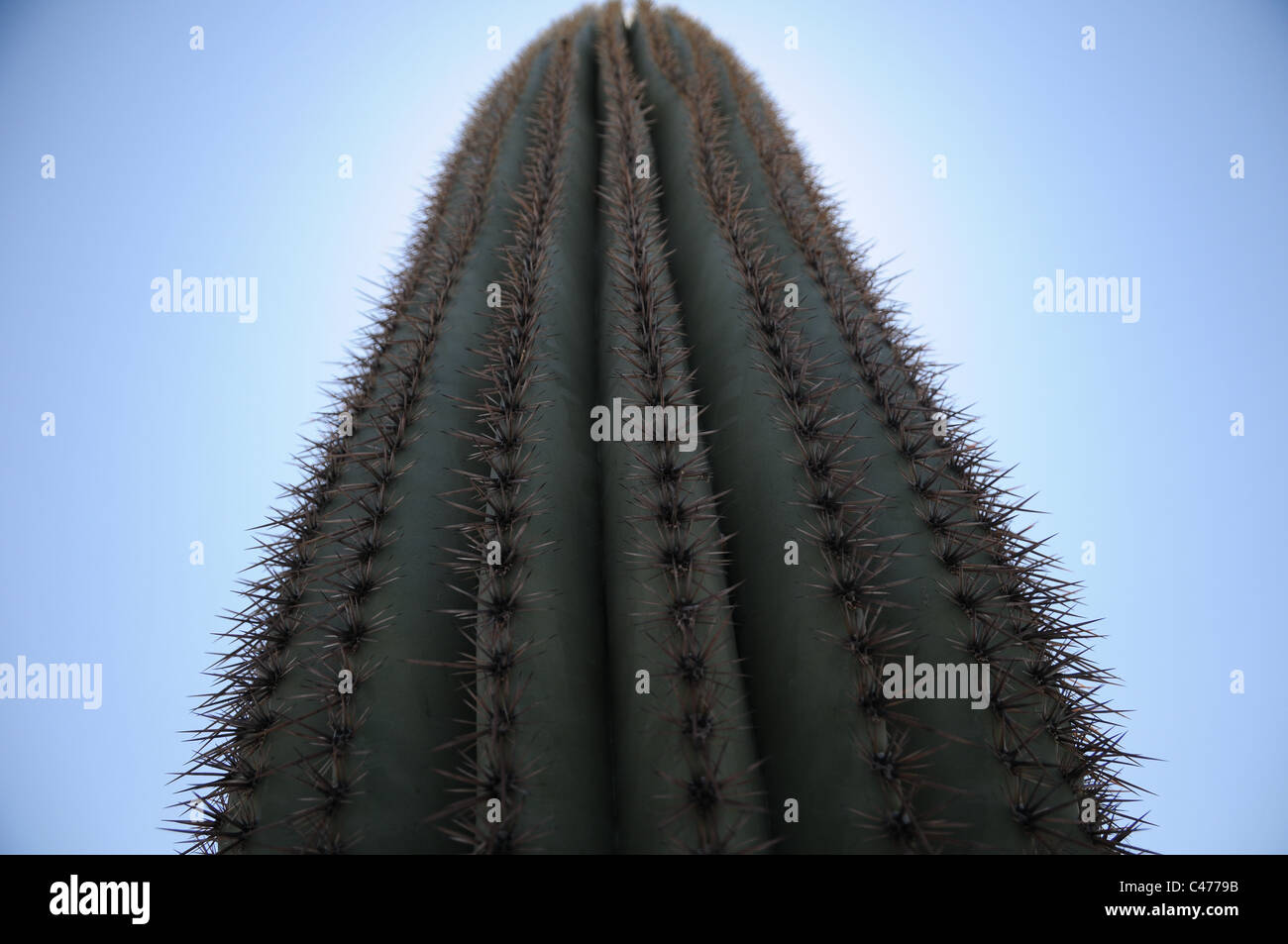 Cactus Saguaro retroilluminati da sole di mezzogiorno nel Parco nazionale del Saguaro, Tucson, Arizona Foto Stock