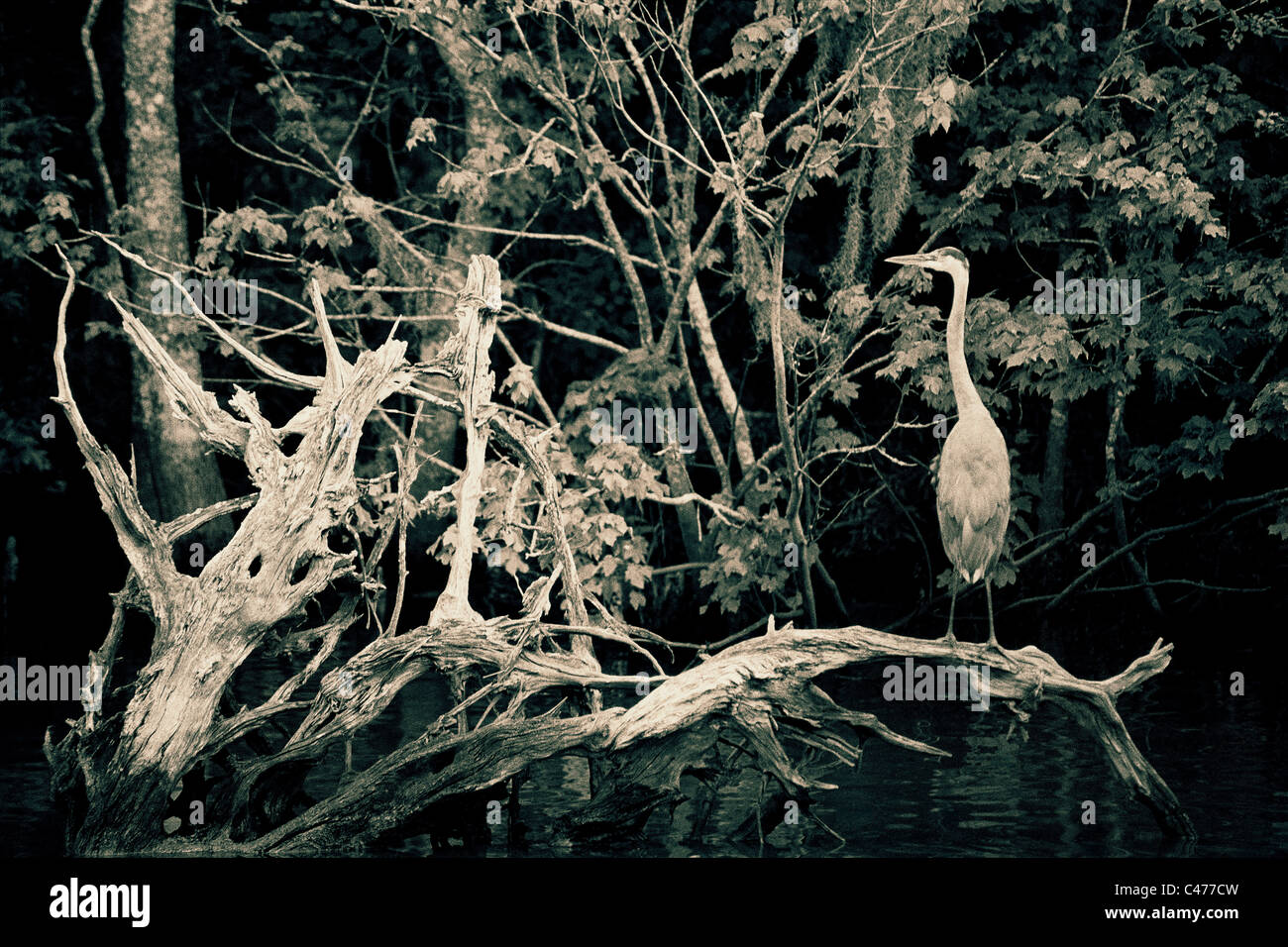 Airone blu Ardea erodiade seduta in Cypress swamp. Costa del Golfo degli Stati Uniti dalla Florida Everglades attraverso alla Louisiana Foto Stock