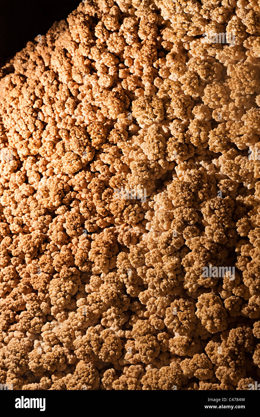 Il Popcorn formazione sulla grotta parete di passaggio del Texas USA Foto Stock
