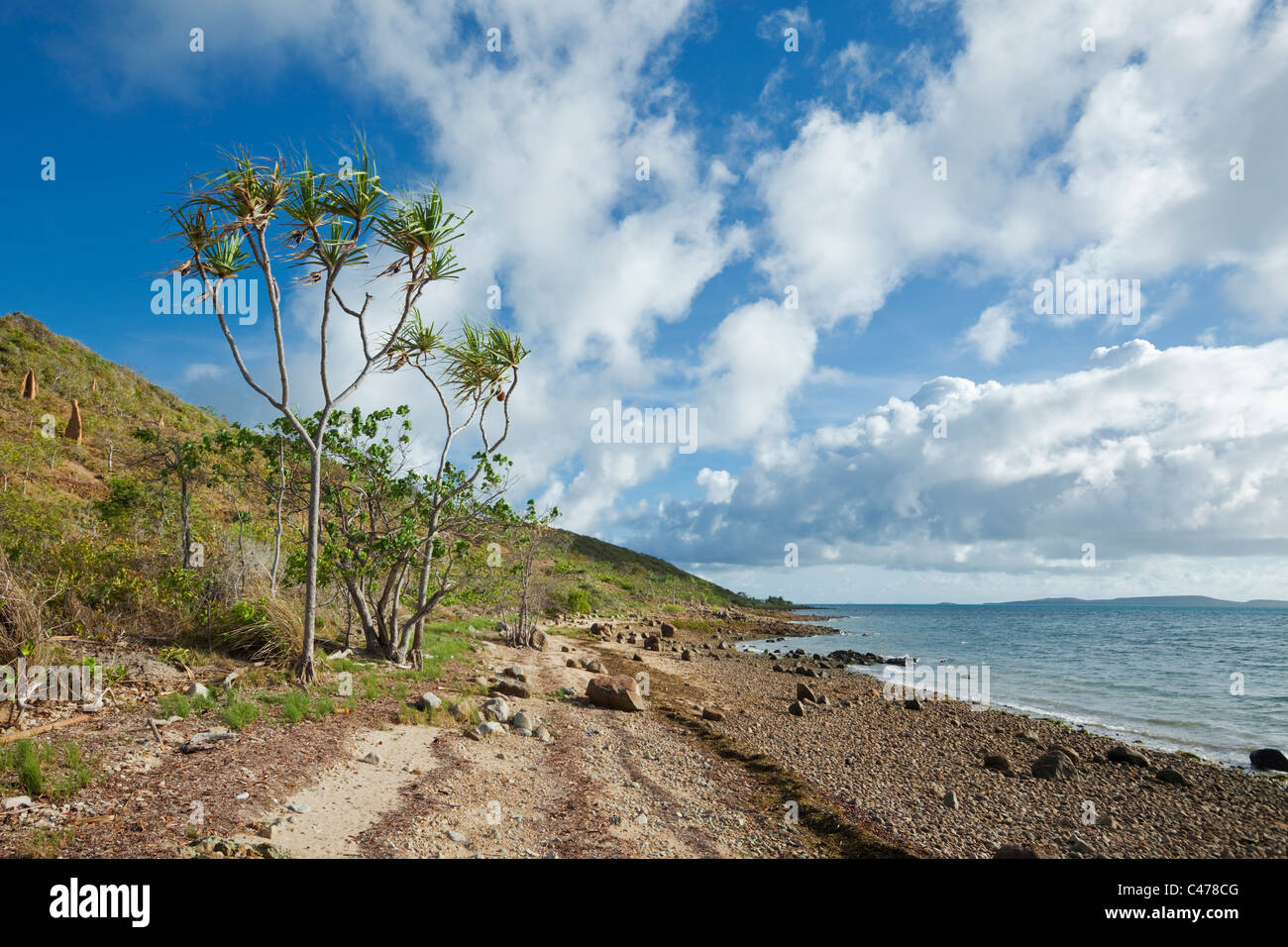 Pandanus palm a Sadies Beach. Giovedì Isola, Torres Strait Islands, Queensland, Australia Foto Stock