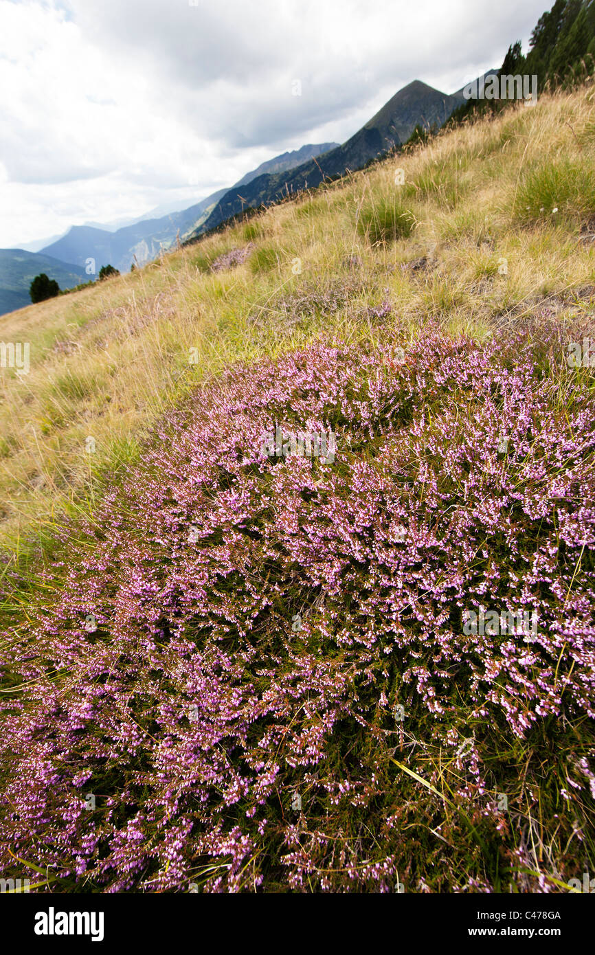 Heather Calluna vulgaris Vall d'Incles Andorra Foto Stock