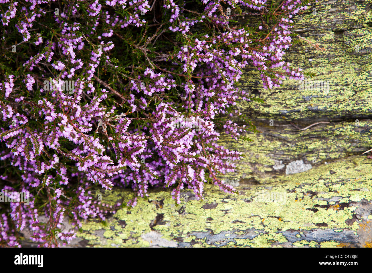 Heather Calluna vulgaris cresce su lichen coperto rock Andorra Foto Stock