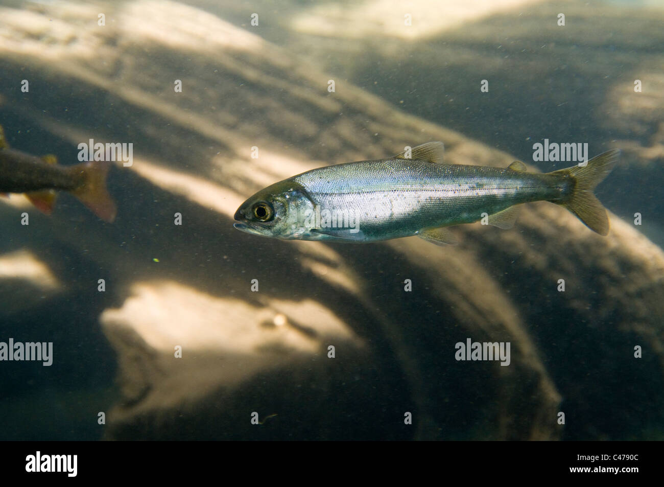Il Salmone Kokanee (senza sbocco sul mare Salmone Sockeye) salmoni giovani Foto Stock