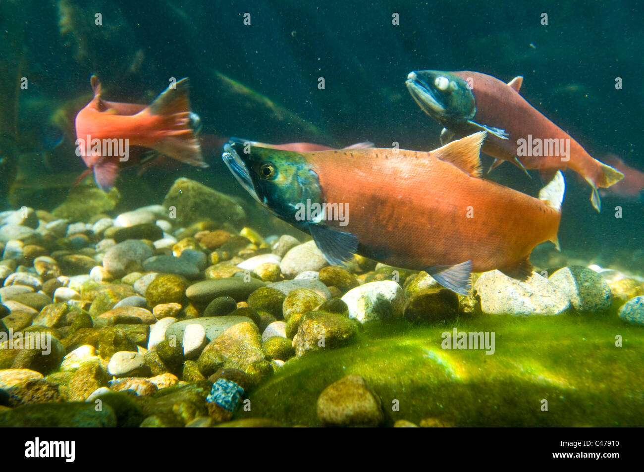Il Salmone Kokanee (senza sbocco sul mare Salmone Sockeye) in colori riproduttiva Foto Stock