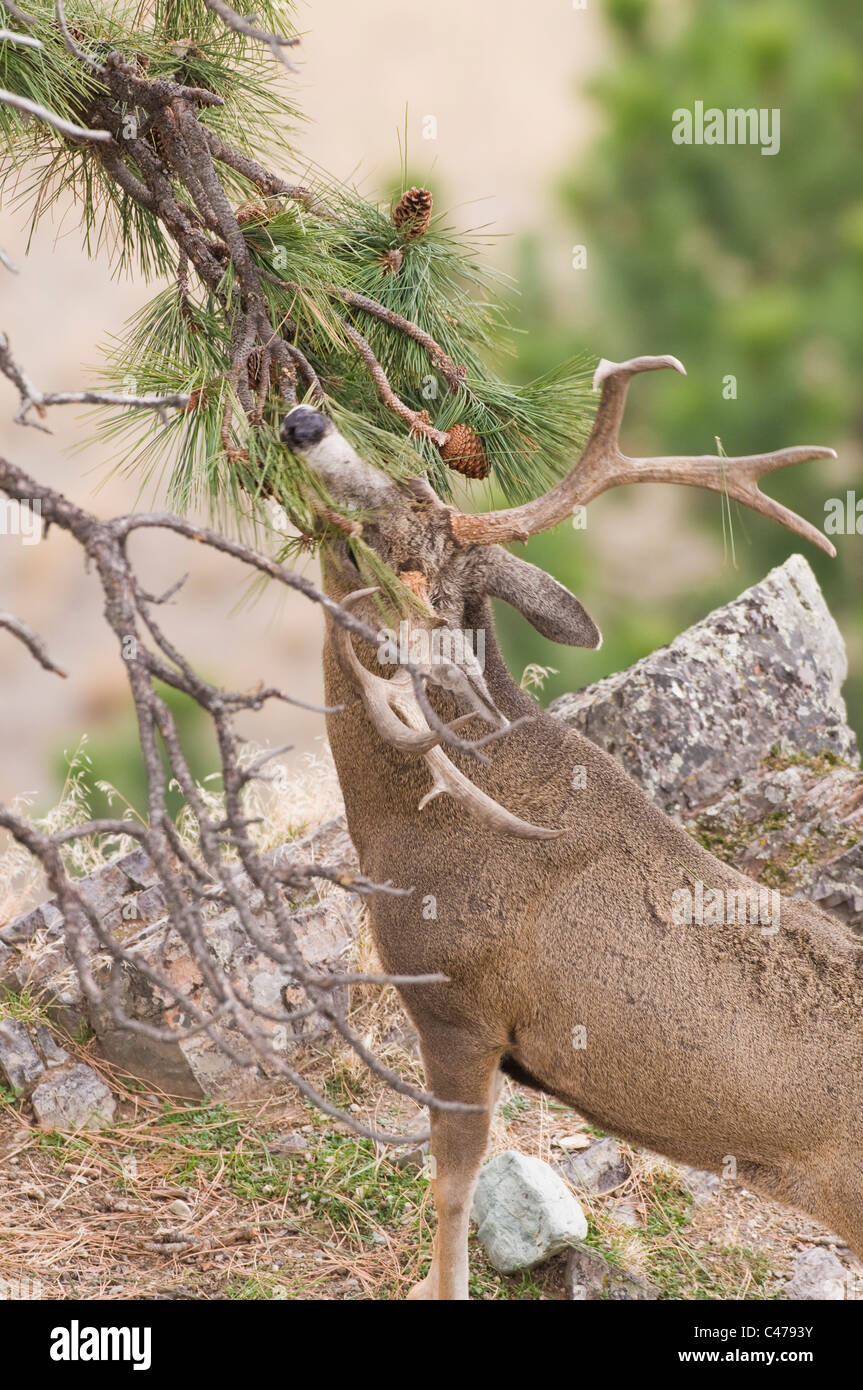 Mule Deer (Odocoileus hemionus) buck corna di sfregamento della Ponderosa Pine Wildhorse sull isola nel lago Flathead Montana Foto Stock