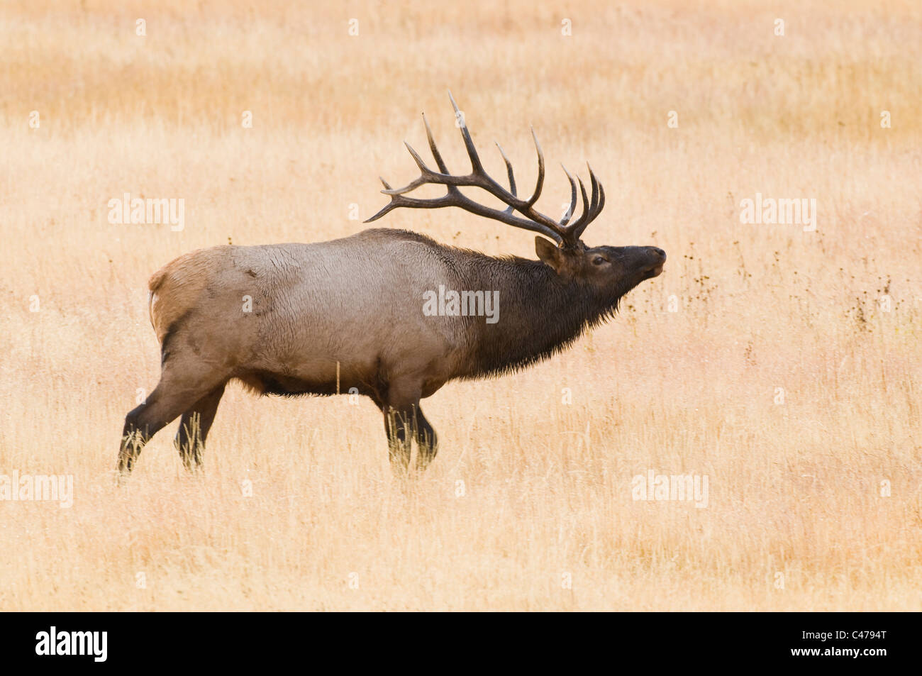 Rocky Mountain Elk bull (Cervus canadensis) bugling nel Parco Nazionale di Yellowstone WY Foto Stock