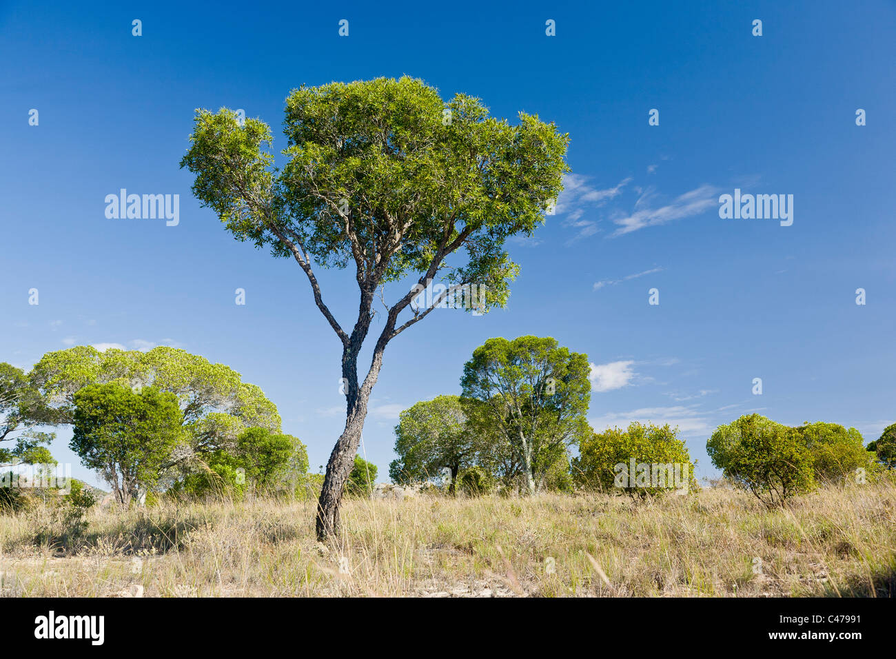 Tapia tree, Uapaca bojeri, Isalo, Madagascar Foto Stock