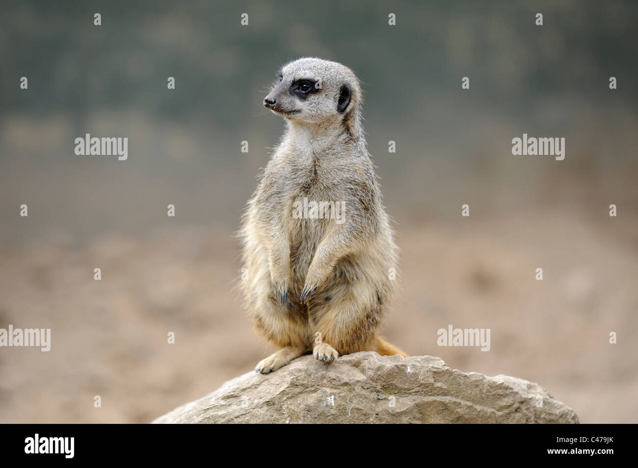 Meerkat in posizione verticale lo Zoo Twycross England Regno Unito Foto Stock