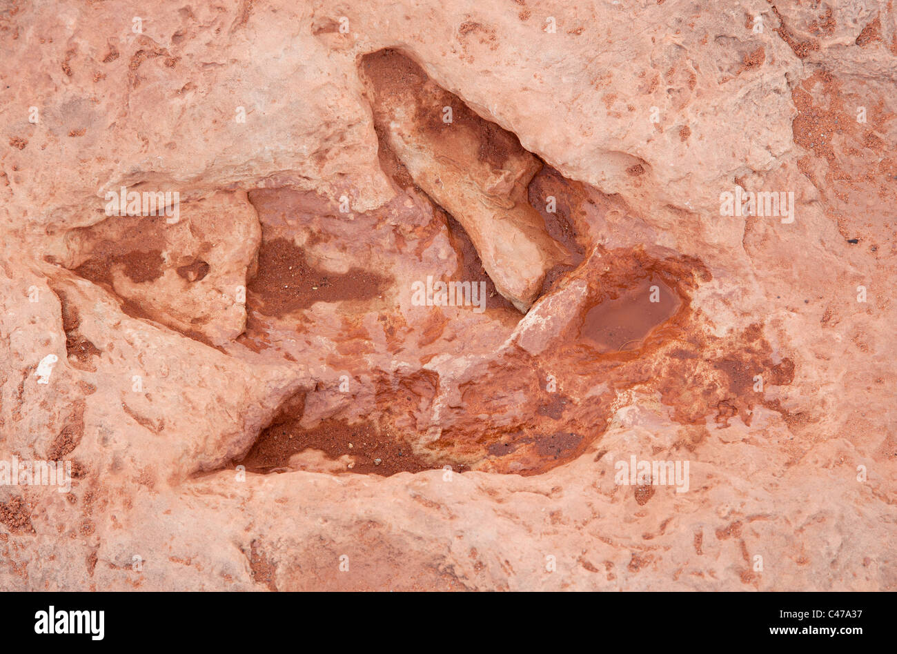 Piede di dinosauri stampe vicino a Tuba City. Sulla terra navajo. In aria aperta e molto accessibile. Foto Stock