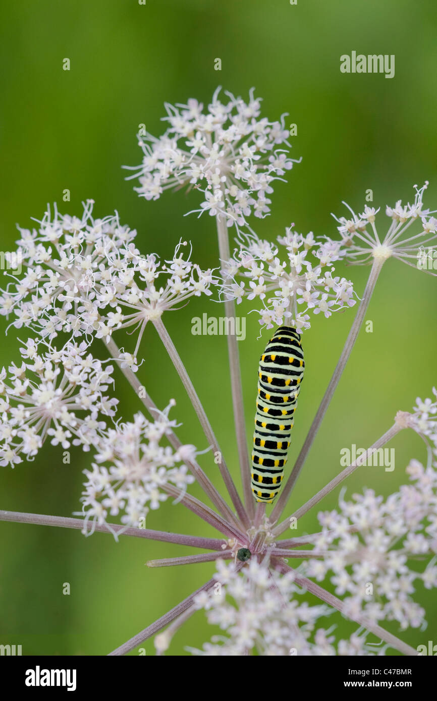 Il vecchio mondo coda forcuta (Papilio machaon) caterpillar Foto Stock