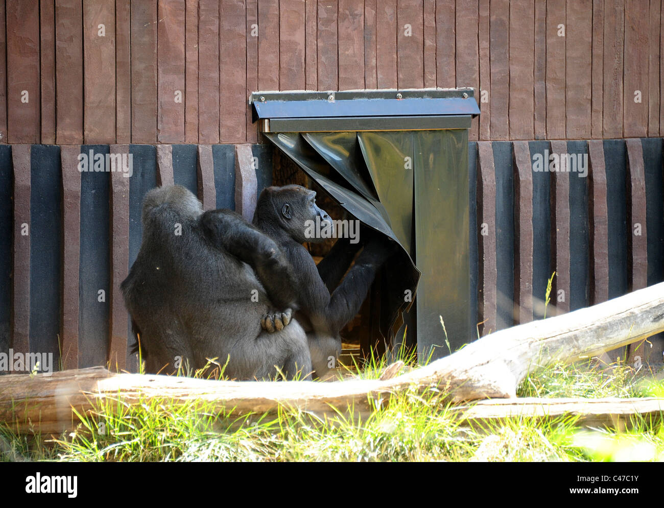 Gorillas occidentali della pianura in London Zoo. Foto Stock