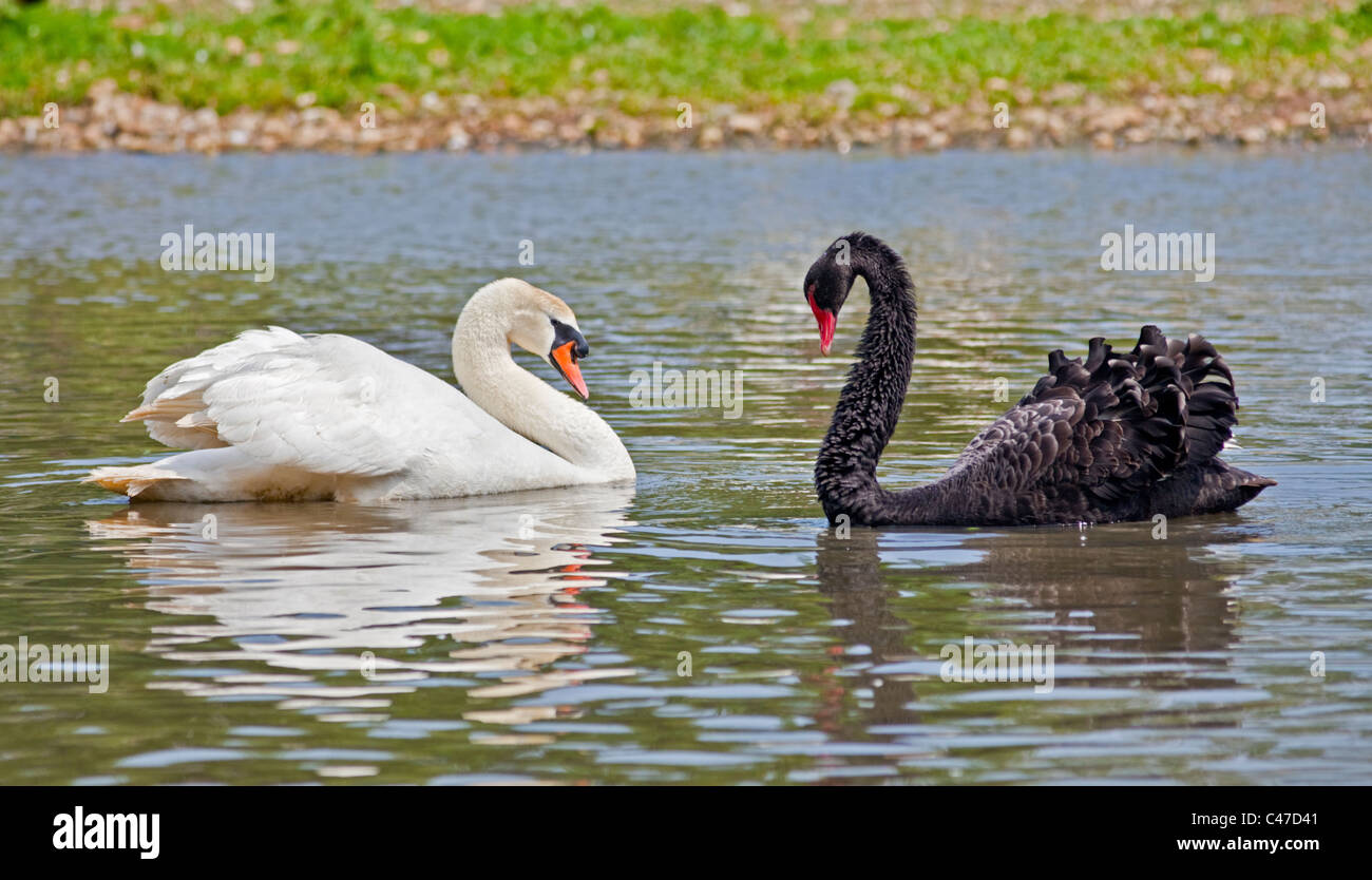Cigno (Cygnus olor) e Black Swan (cygnus atratus), Regno Unito Foto Stock