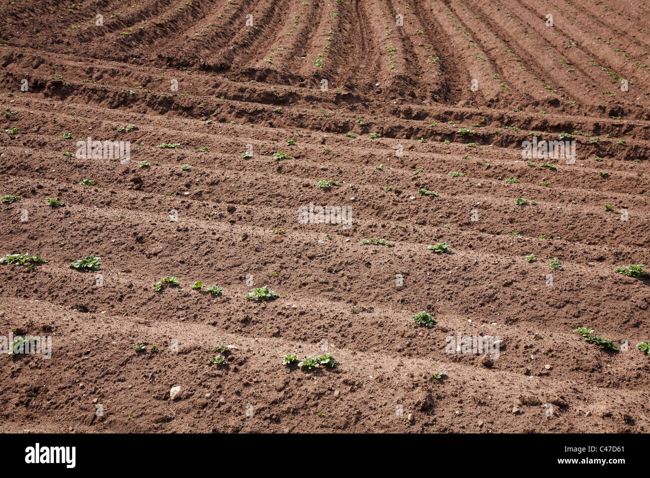 Campo di patate nel Cheshire Regno Unito Foto Stock