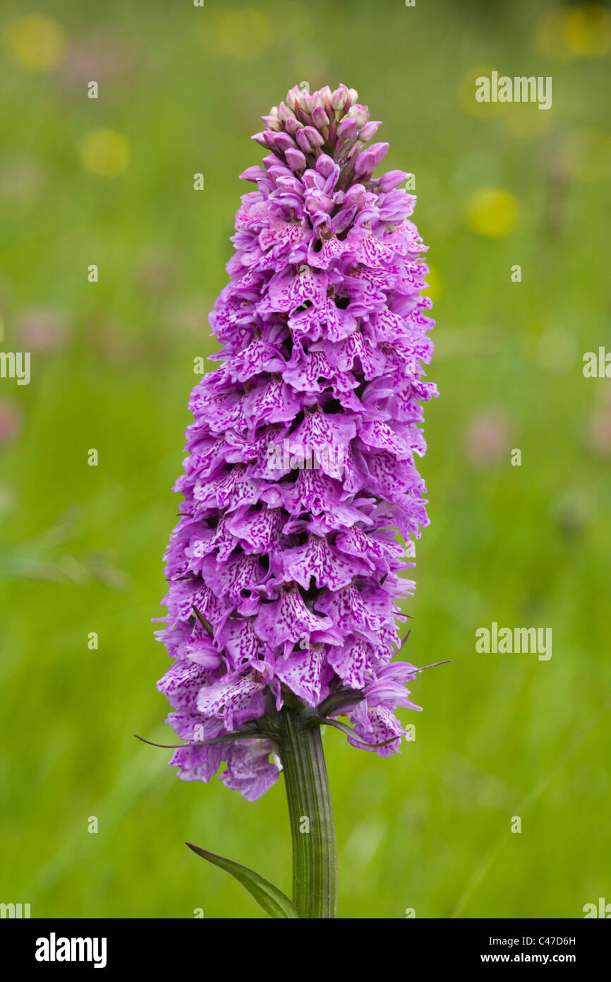 Spotted orchid uccelli sul terreno agricolo, Derbyshire, Regno Unito Foto Stock