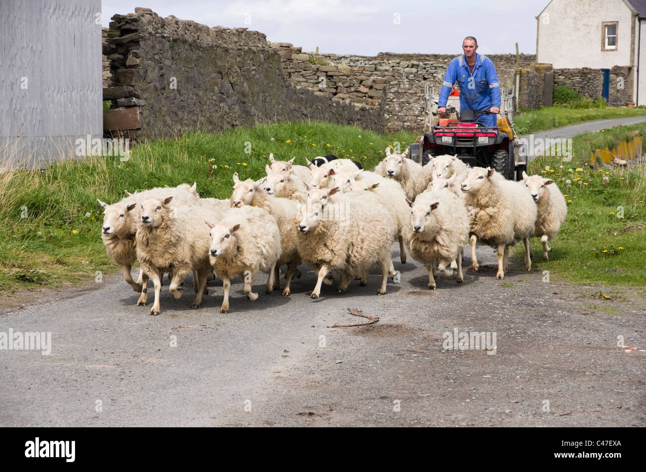 Un agricoltore su quadbike e un sheepdog imbrancandosi gregge di pecore lungo una strada di campagna da una fattoria. Melby, Sandness, Isole Shetland Scozia, Regno Unito, Gran Bretagna Foto Stock