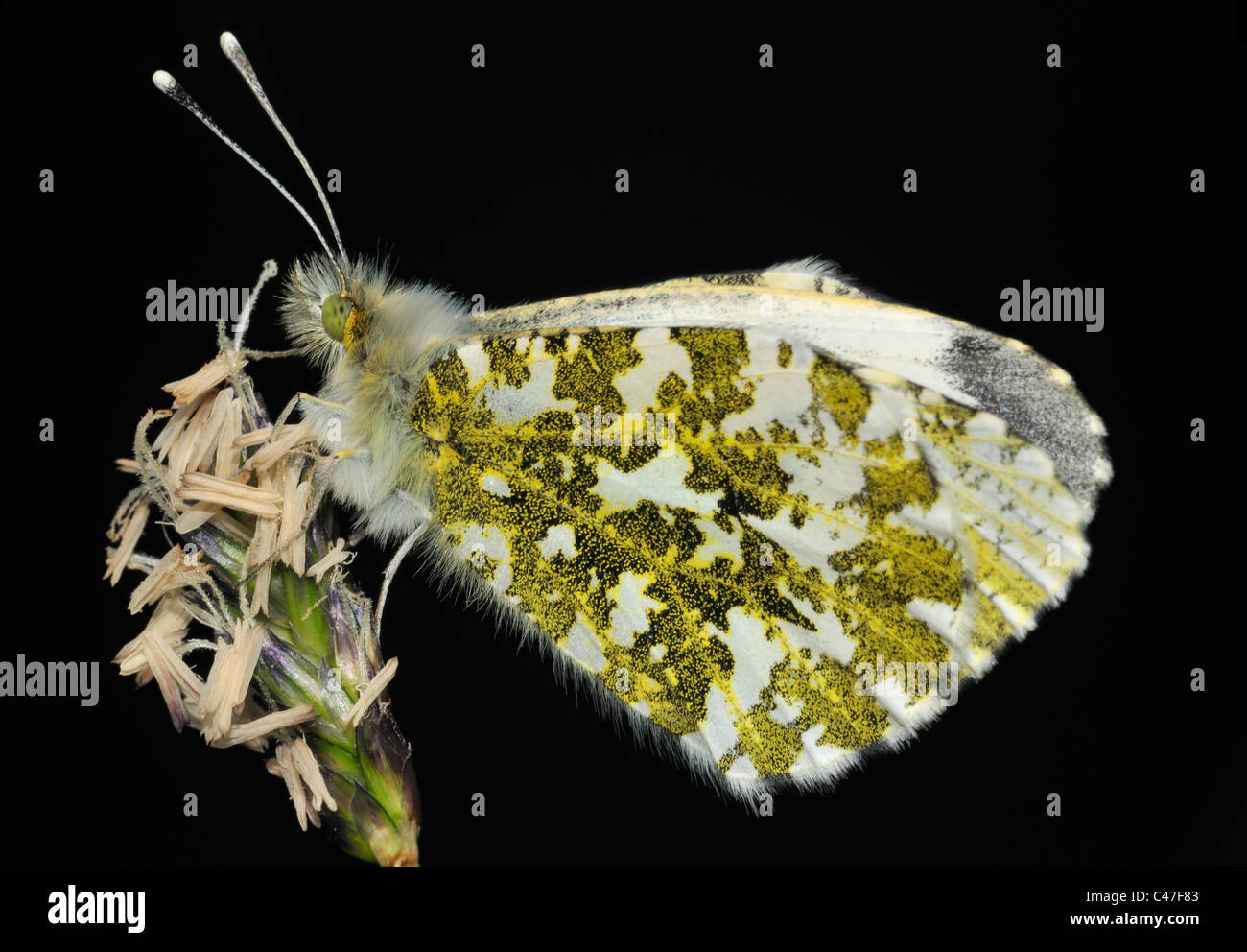 Punta arancione Butterfly - Anthocharis cardamines parte inferiore femmina sul fiore di erba Foto Stock